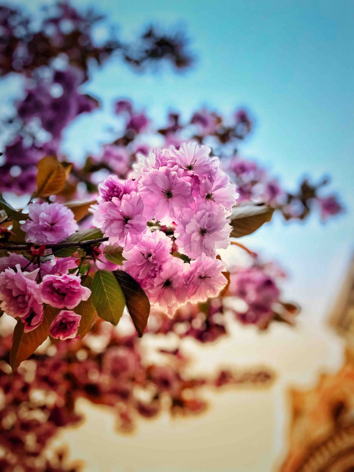Cherry blossom