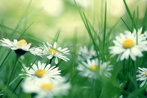Flowers, Pâquerettes