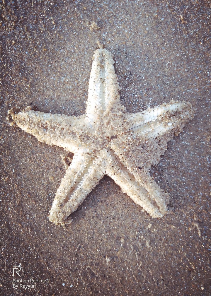 Star Fish
