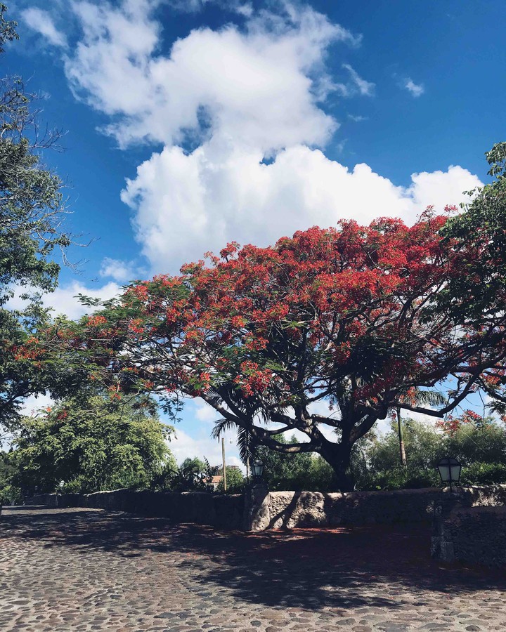 tree