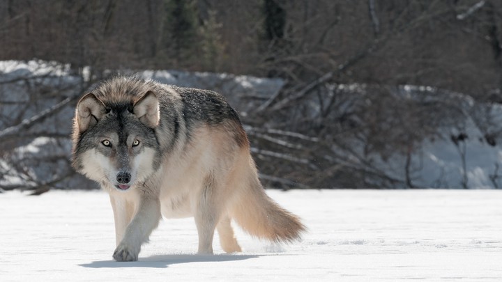 wolf