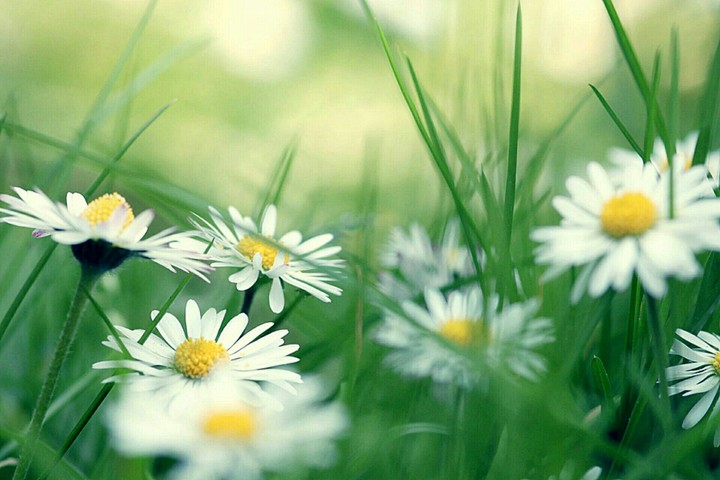 Flowers, Pâquerettes