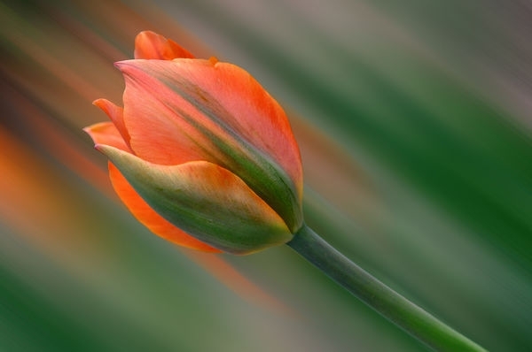 Tulipán naranja