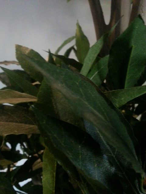 plant