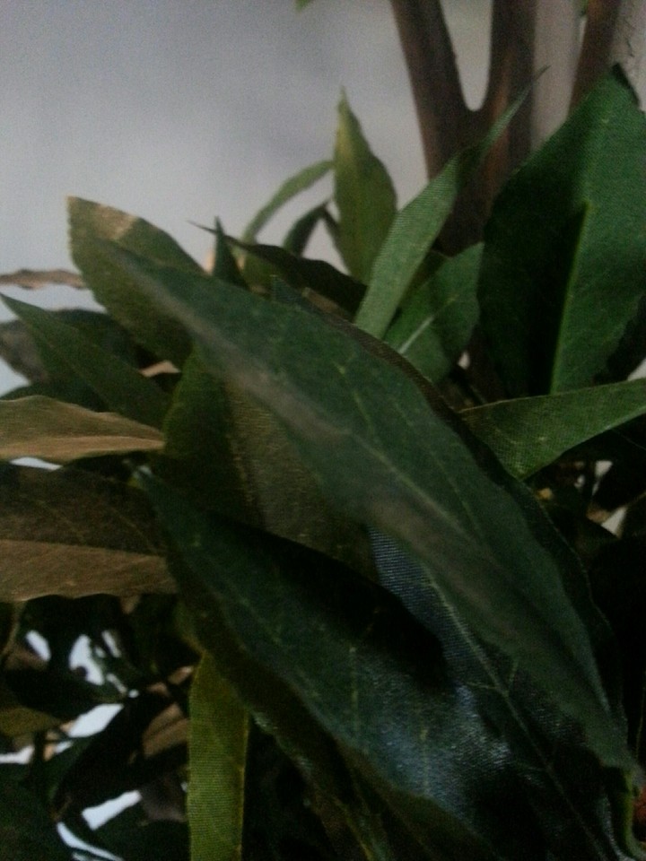 plant