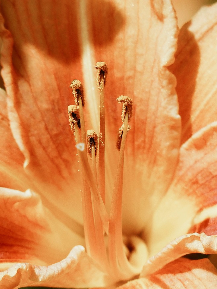 orange flower