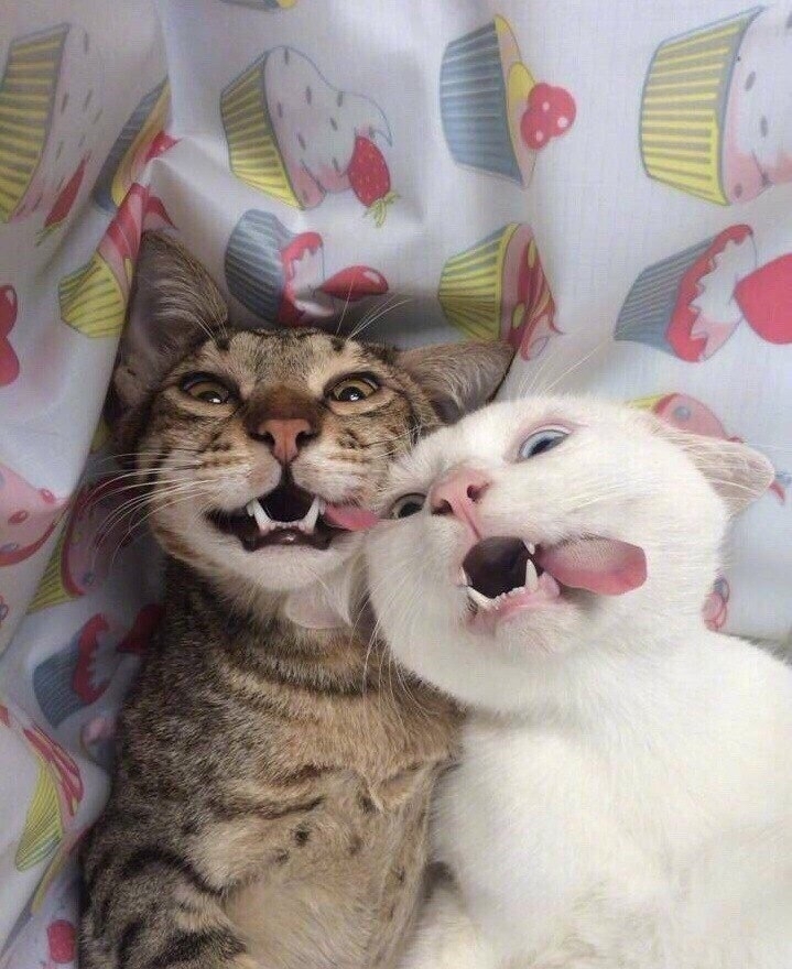 ●●★