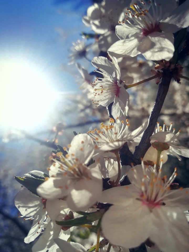 Spring