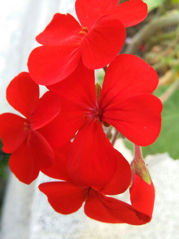 flower_red