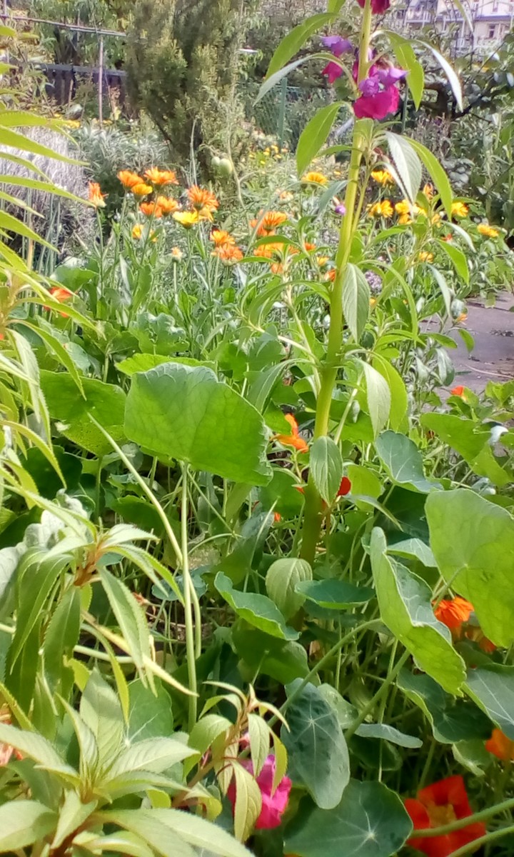 garden moments