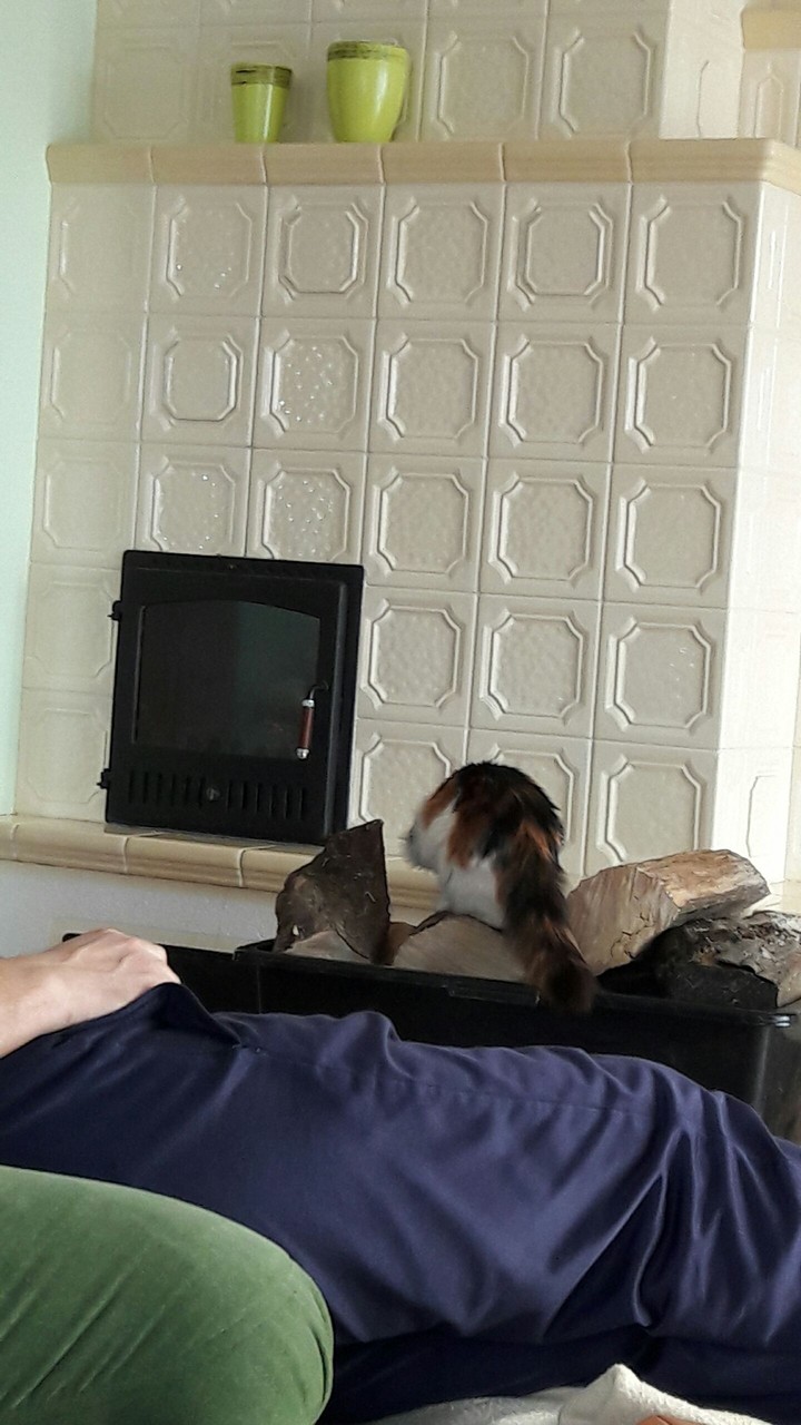 cat are pretty animals