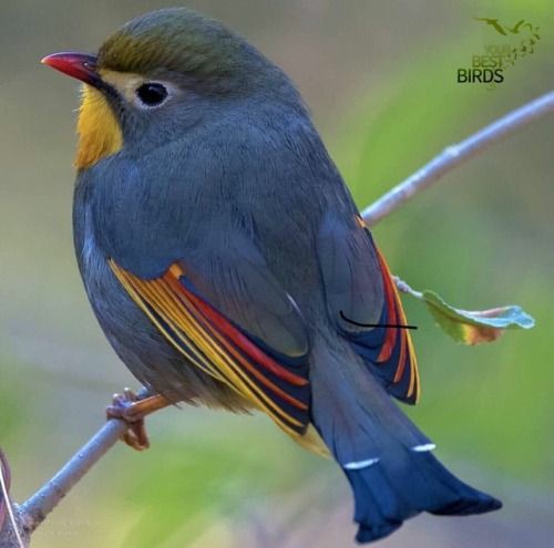 bird