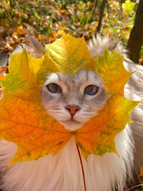 Felidae, Orange, Snout