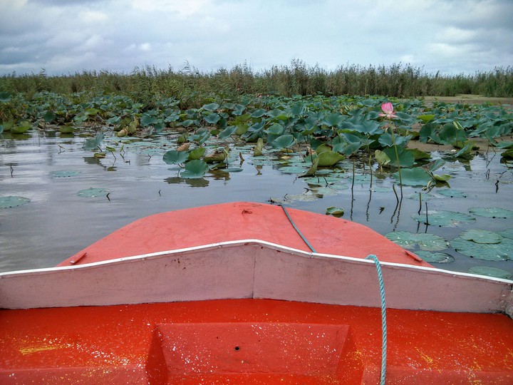anzali marsh-bandar anzali-iran
