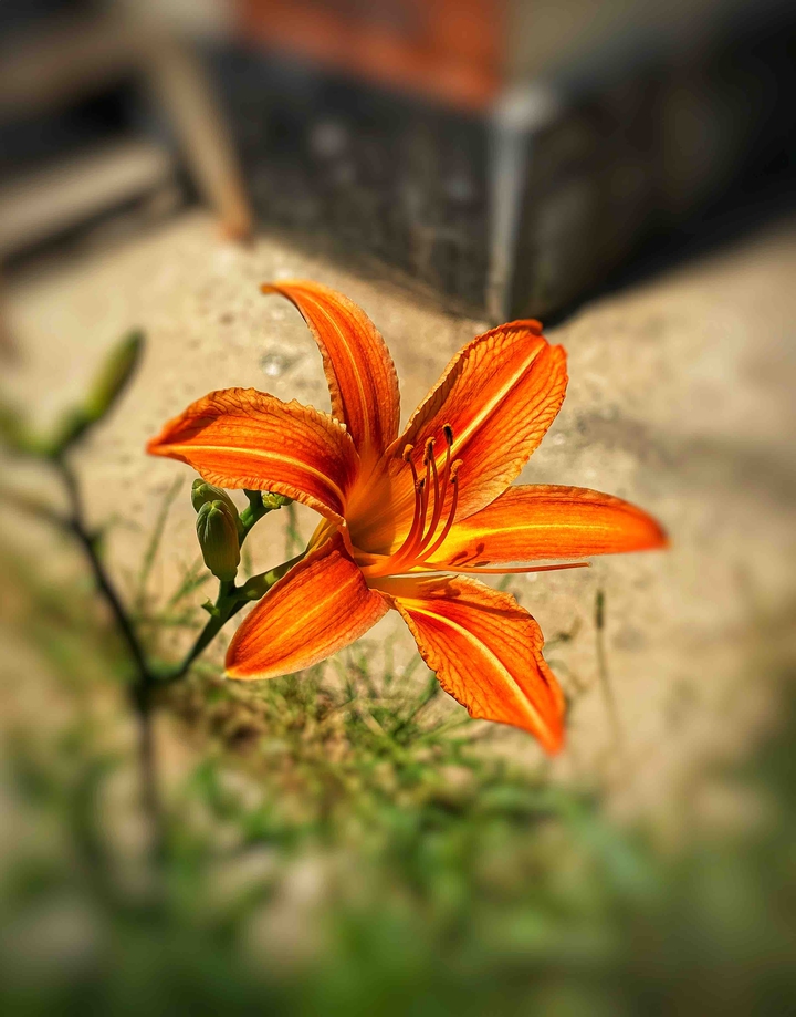 flower