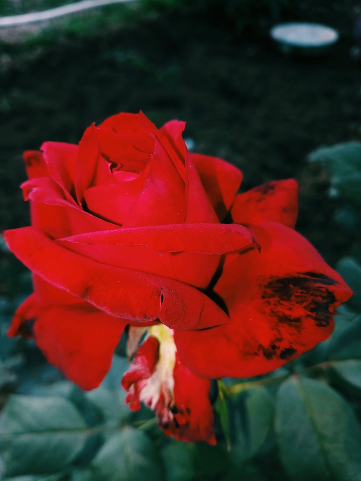 Red rose