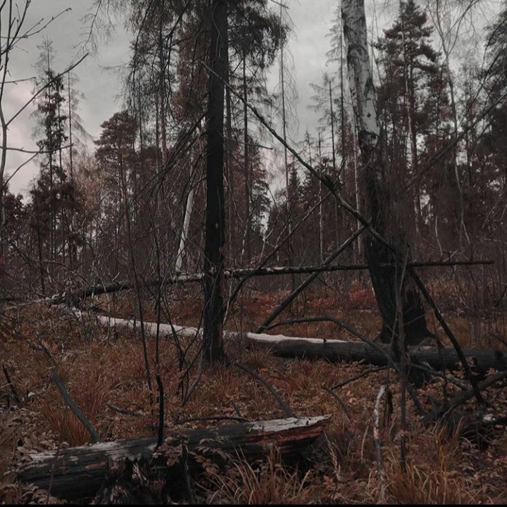forest