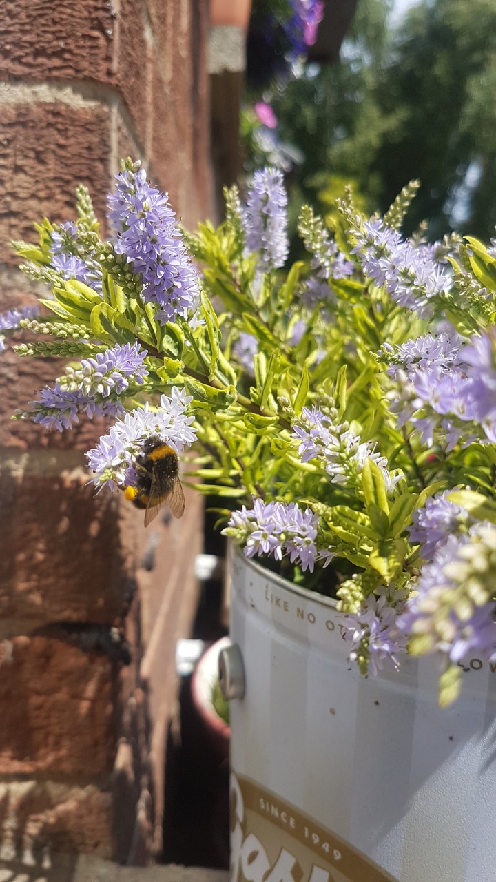 bee on lavender