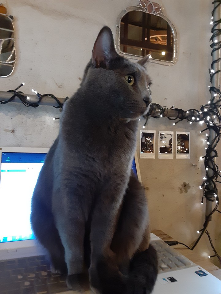 고양이