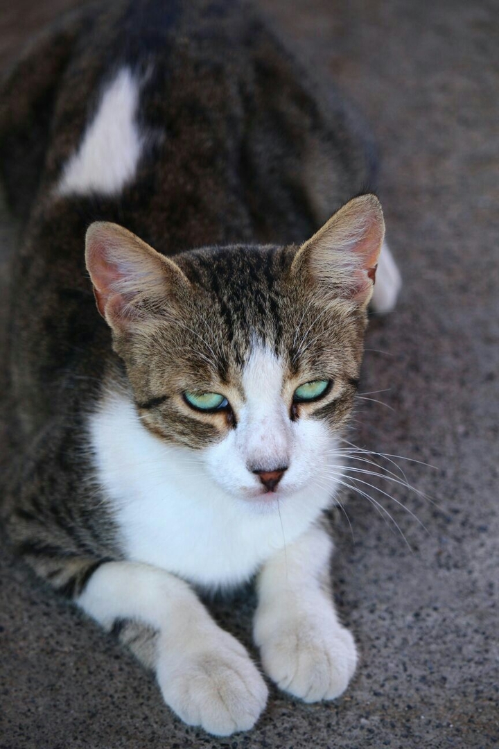 Miau!