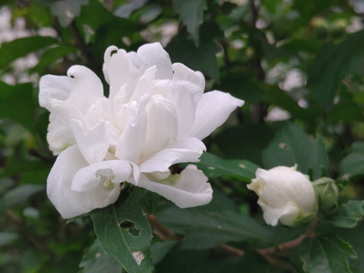 순백의 꽃