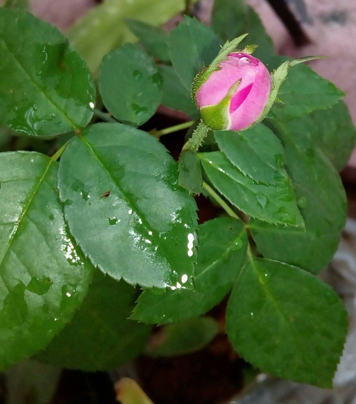 Blooming Pink Rose