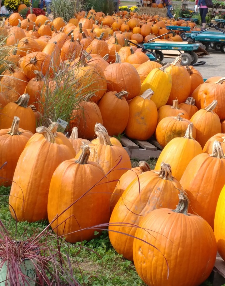 pumpkins