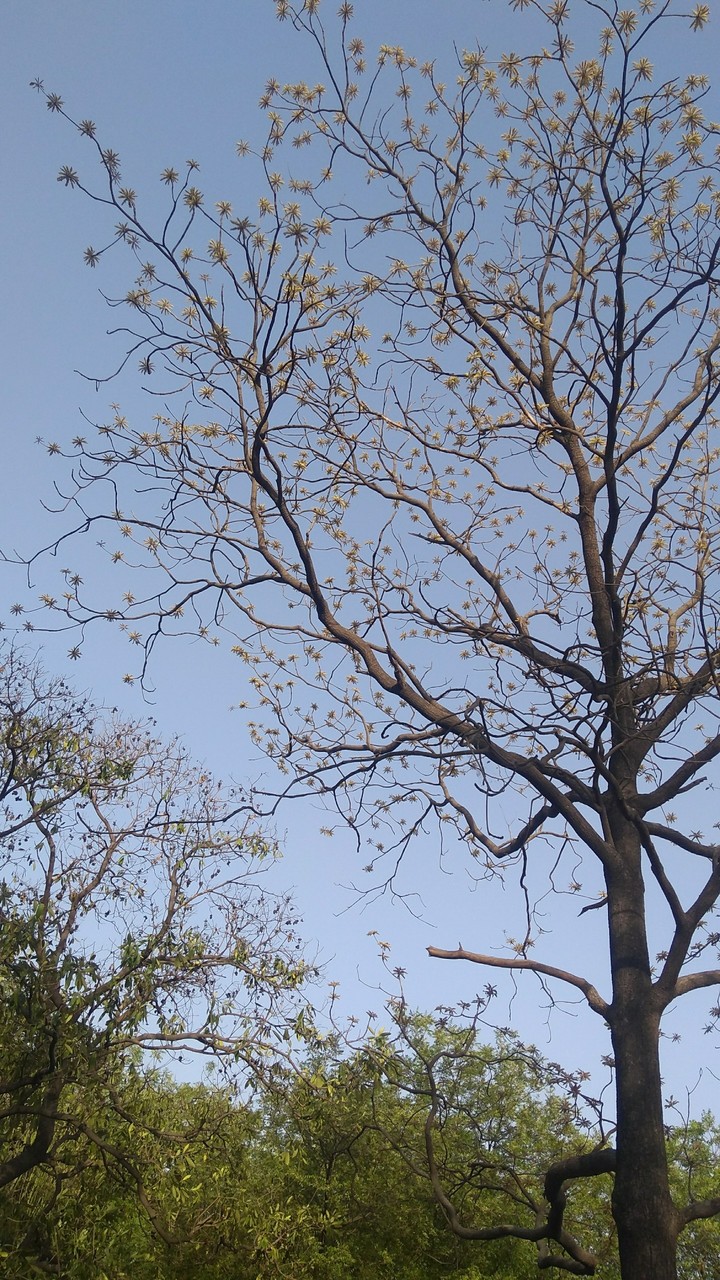 spring