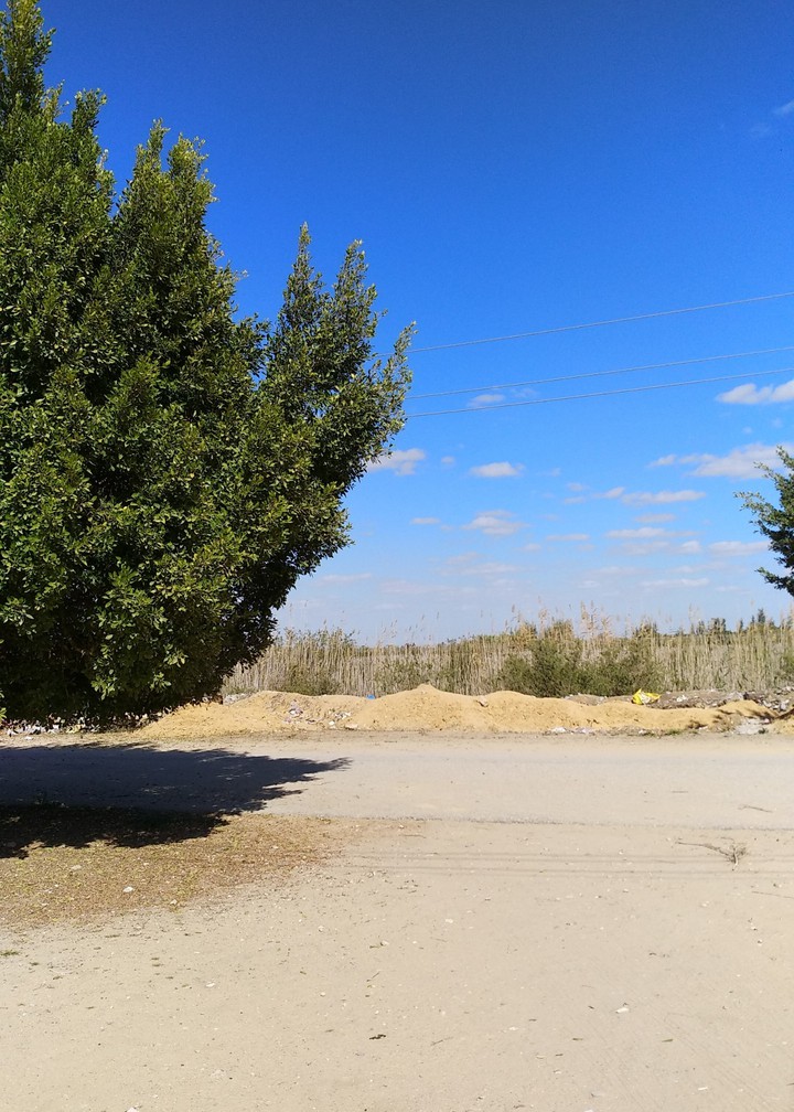 tree