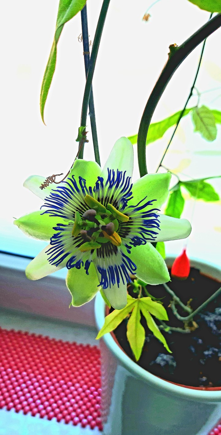 Passionfruit ^^