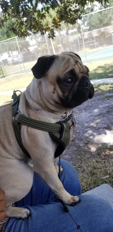 rico pug