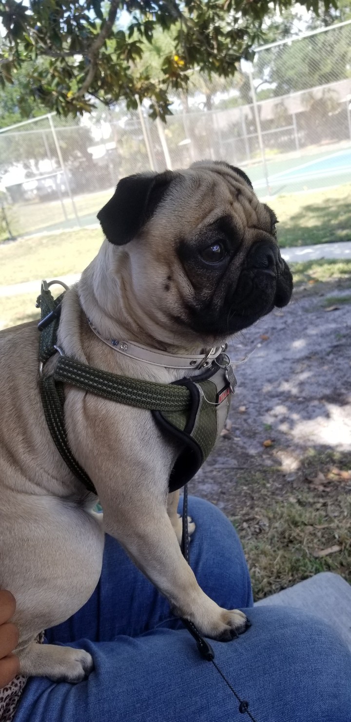 rico pug