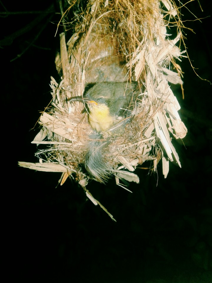 Bird slips