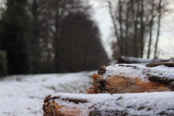 white wood