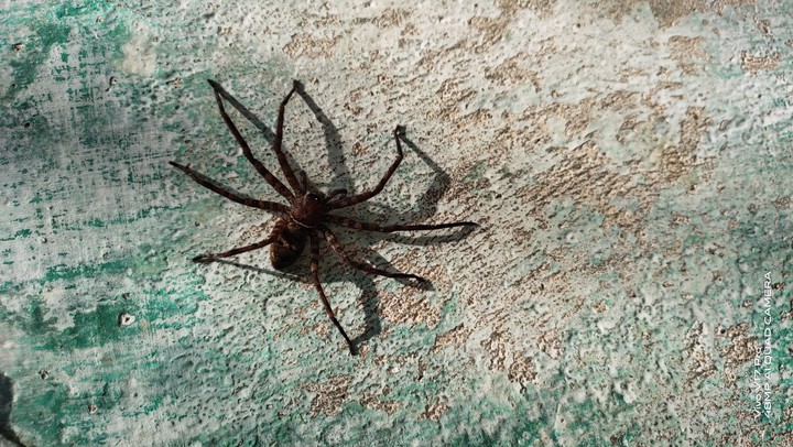 spider on wall
