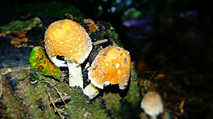 2 paddestoelen