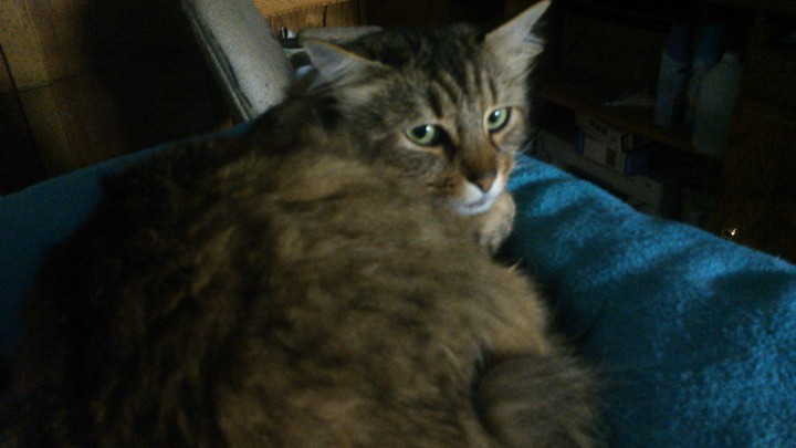 little kitty