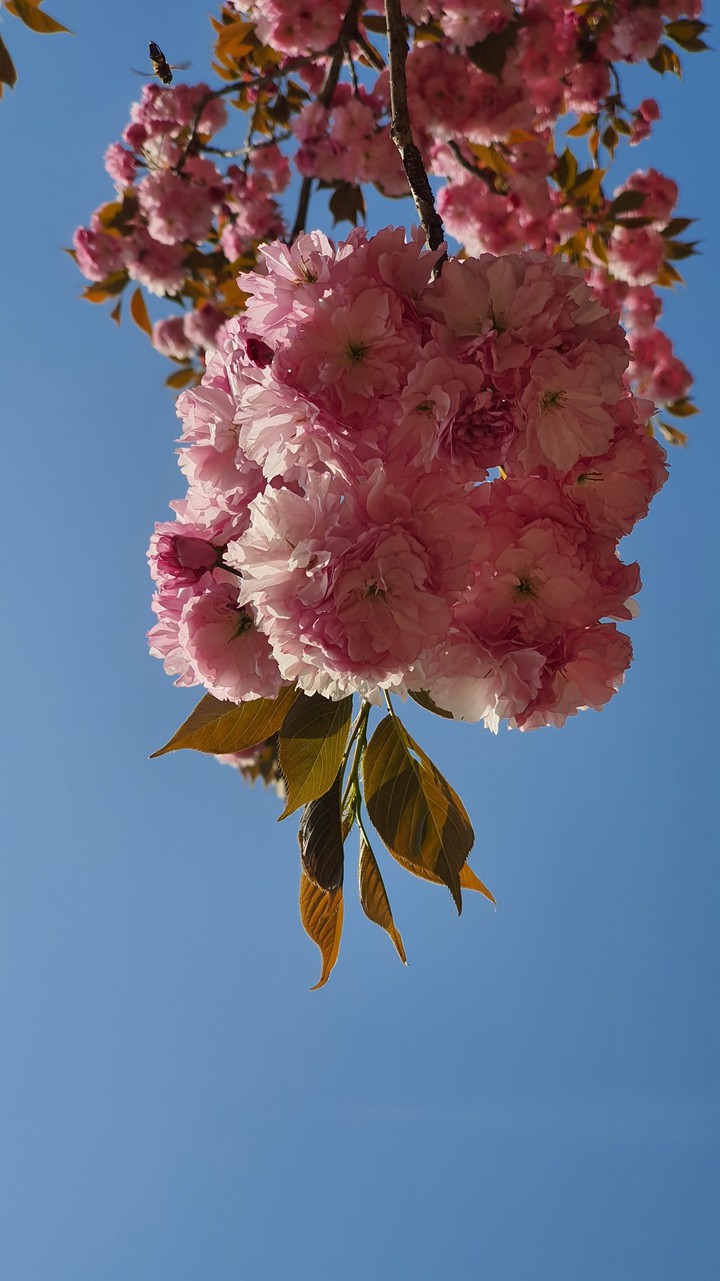 하늘과 꽃(spring)