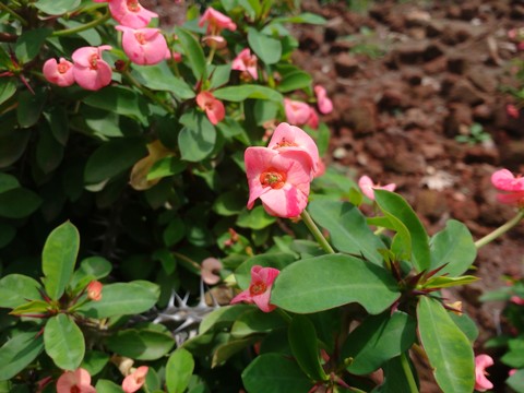 #flower#pink#beauty