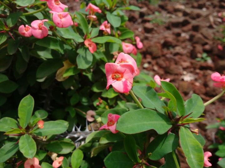 #flower#pink#beauty