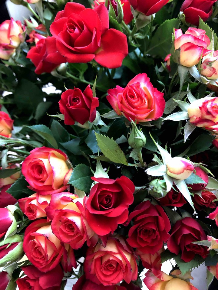 Rose