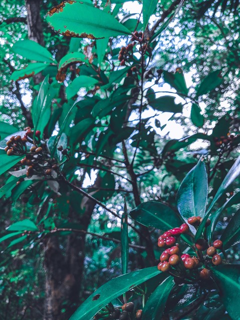 Berries