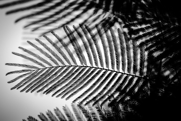 leaf expose her beaty
