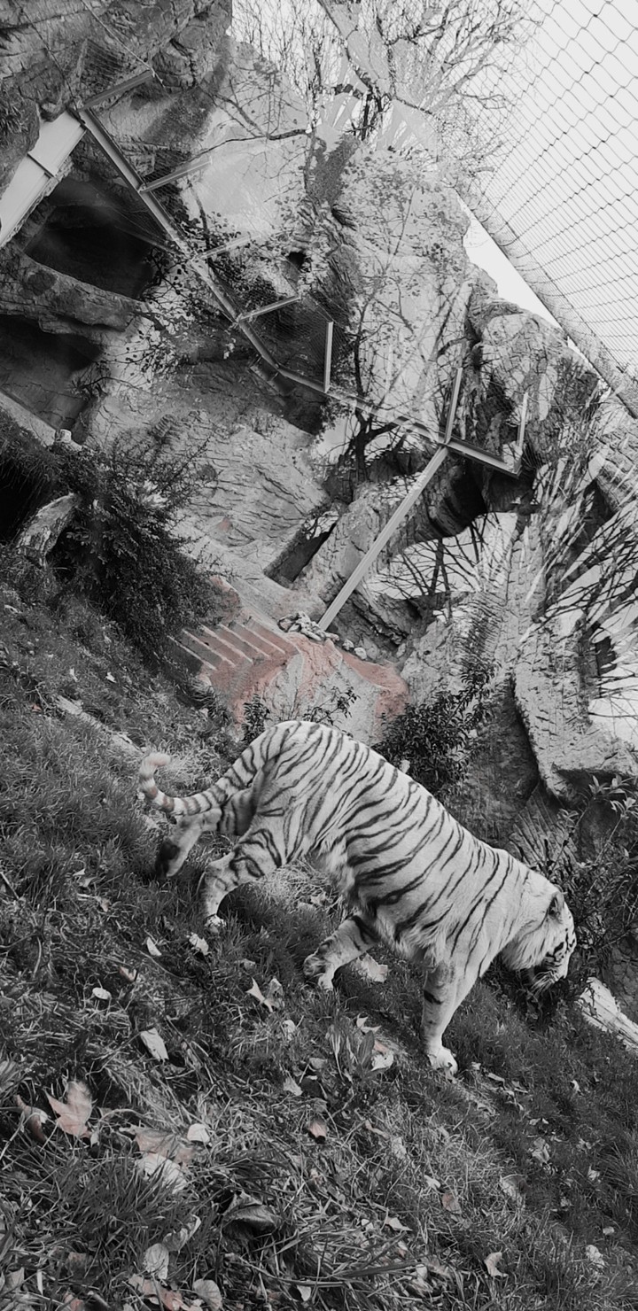 tiger