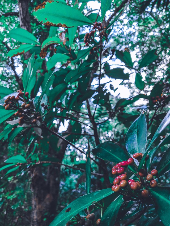 Berries