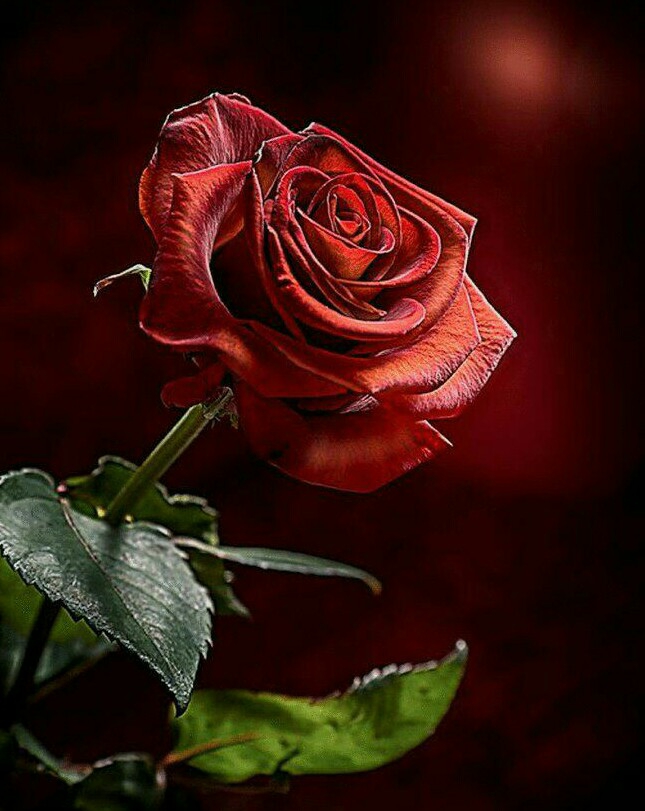 die Rose der Liebe