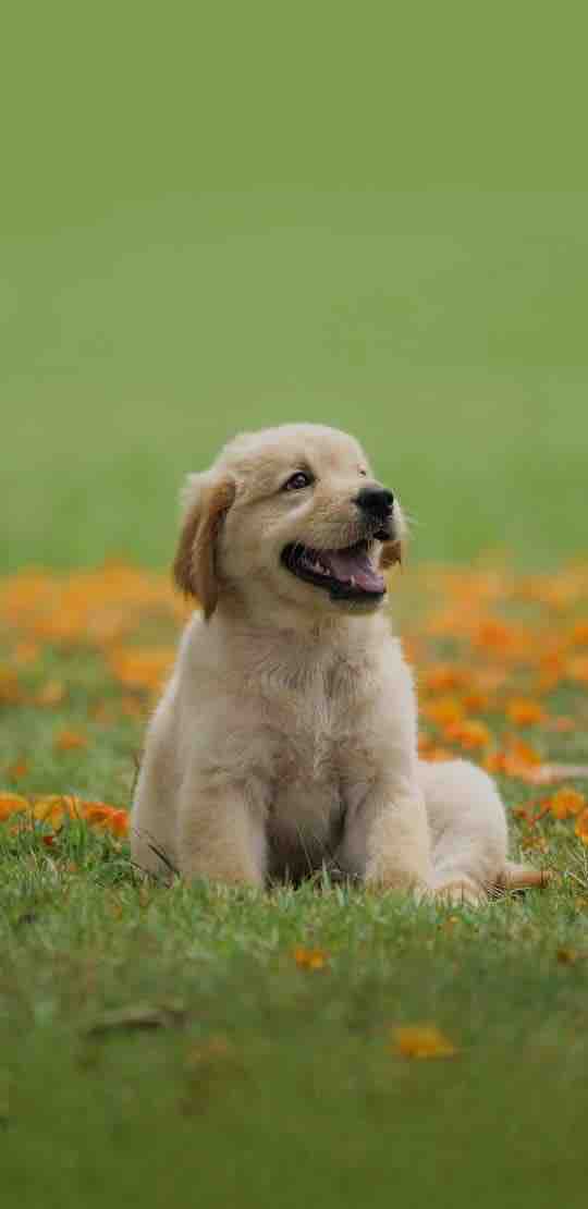 Cute puppy