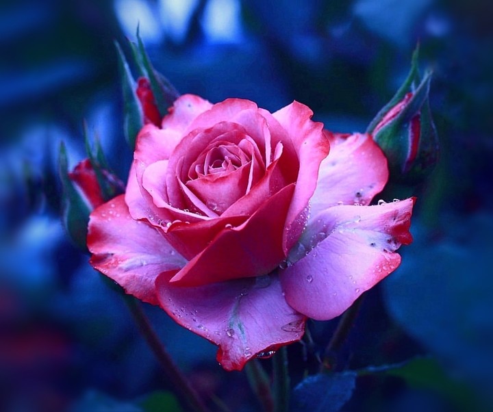 Roses