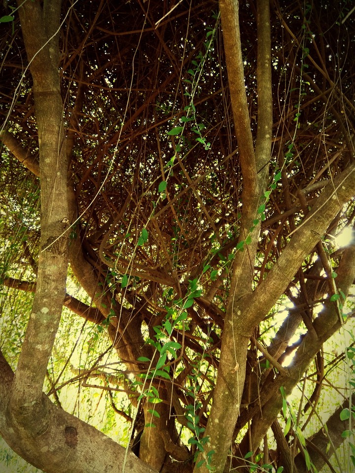 beauty of nature