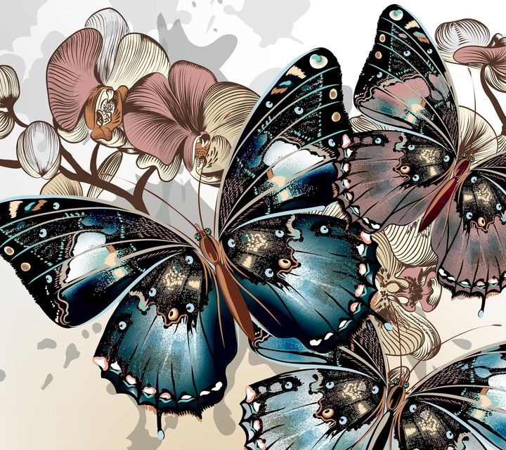 buttterfly